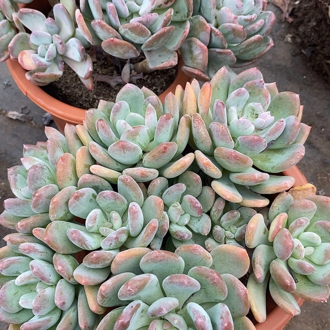 灰姑娘 多头多群生