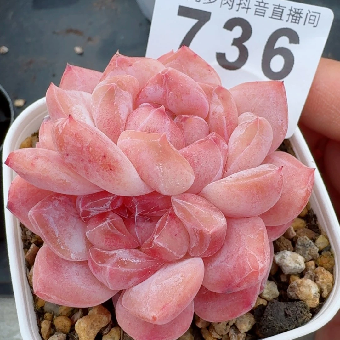 粉魄         精品多肉