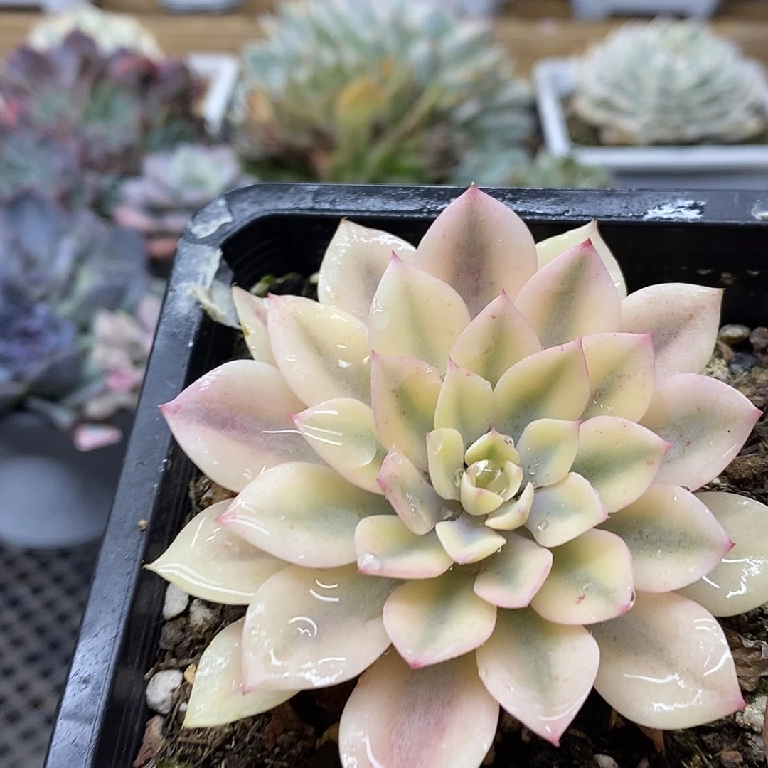 13166 雨滴宽覆轮锦 无瘤