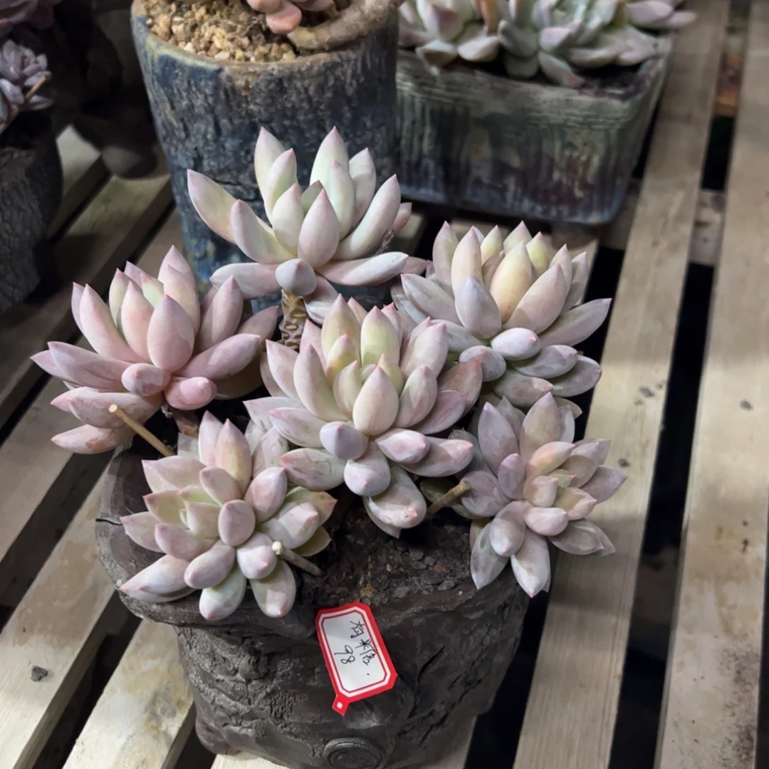 多肉植物多肉植物