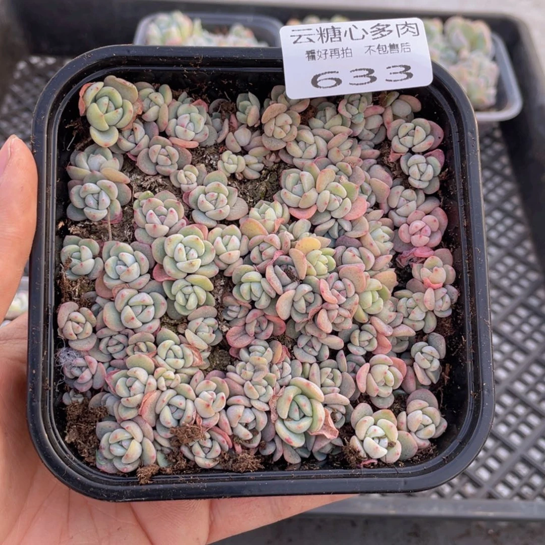 云糖心多肉植物633