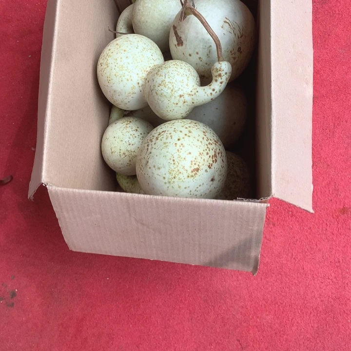林***?中号现货供应充足不包成