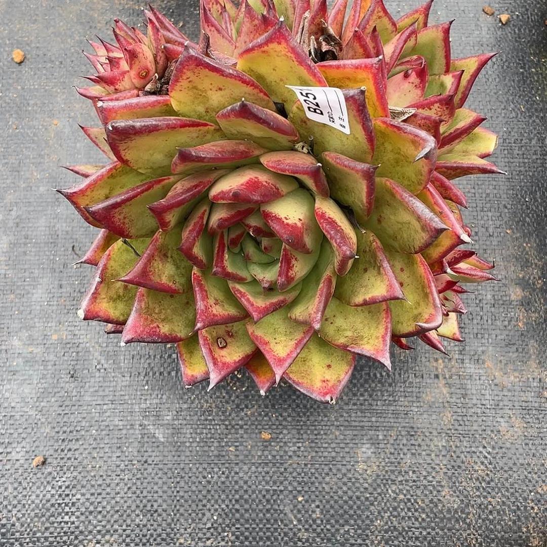 若如东云单拍B251