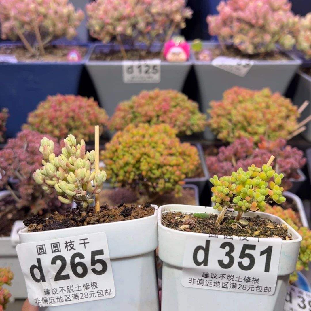 【闪购商品】y****rd265，351红宝石锦，蜜橘糖球