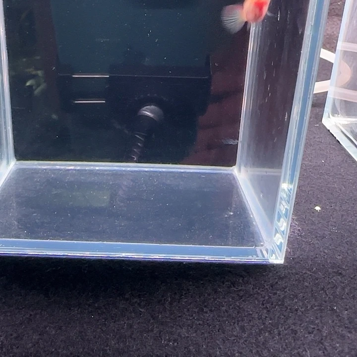 孔雀鱼皇家落日鱼苗两母一公