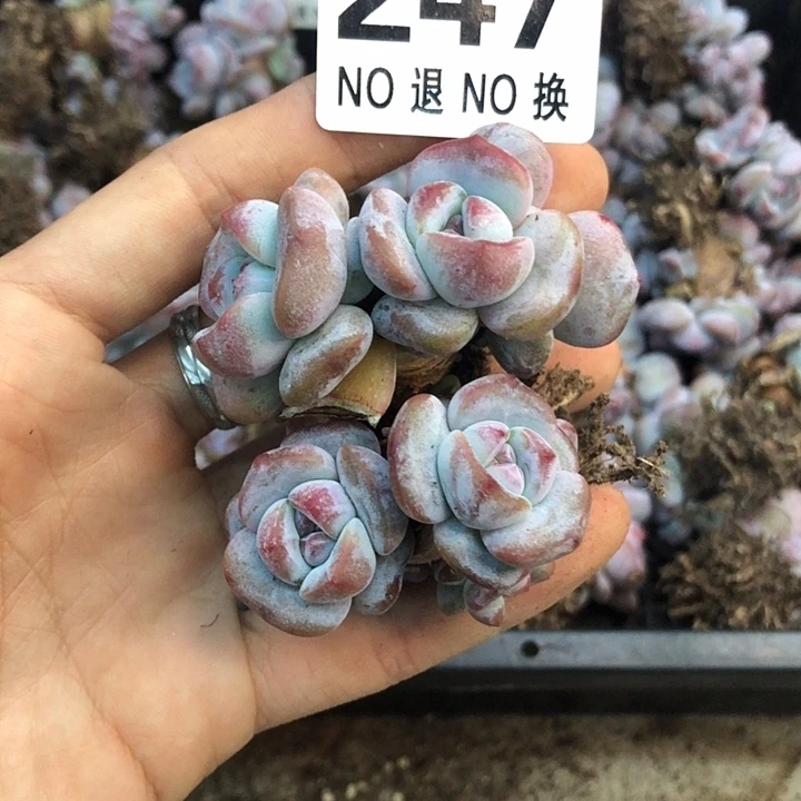 星影石榴籽福利出咯 247