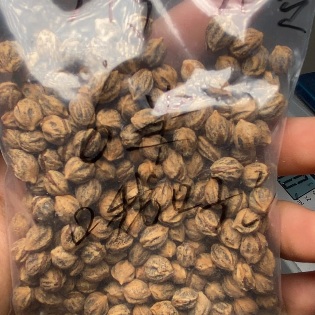 柏香籽/百香籽吊坠哦*～