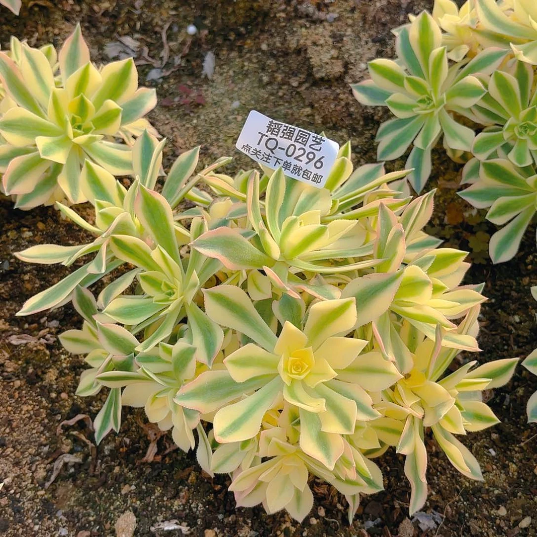 枫叶多肉植物六号296