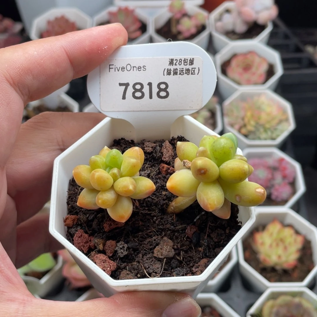 黄香蕉7818-6厘米