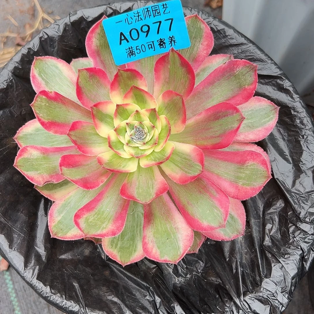 0977多肉植物法师