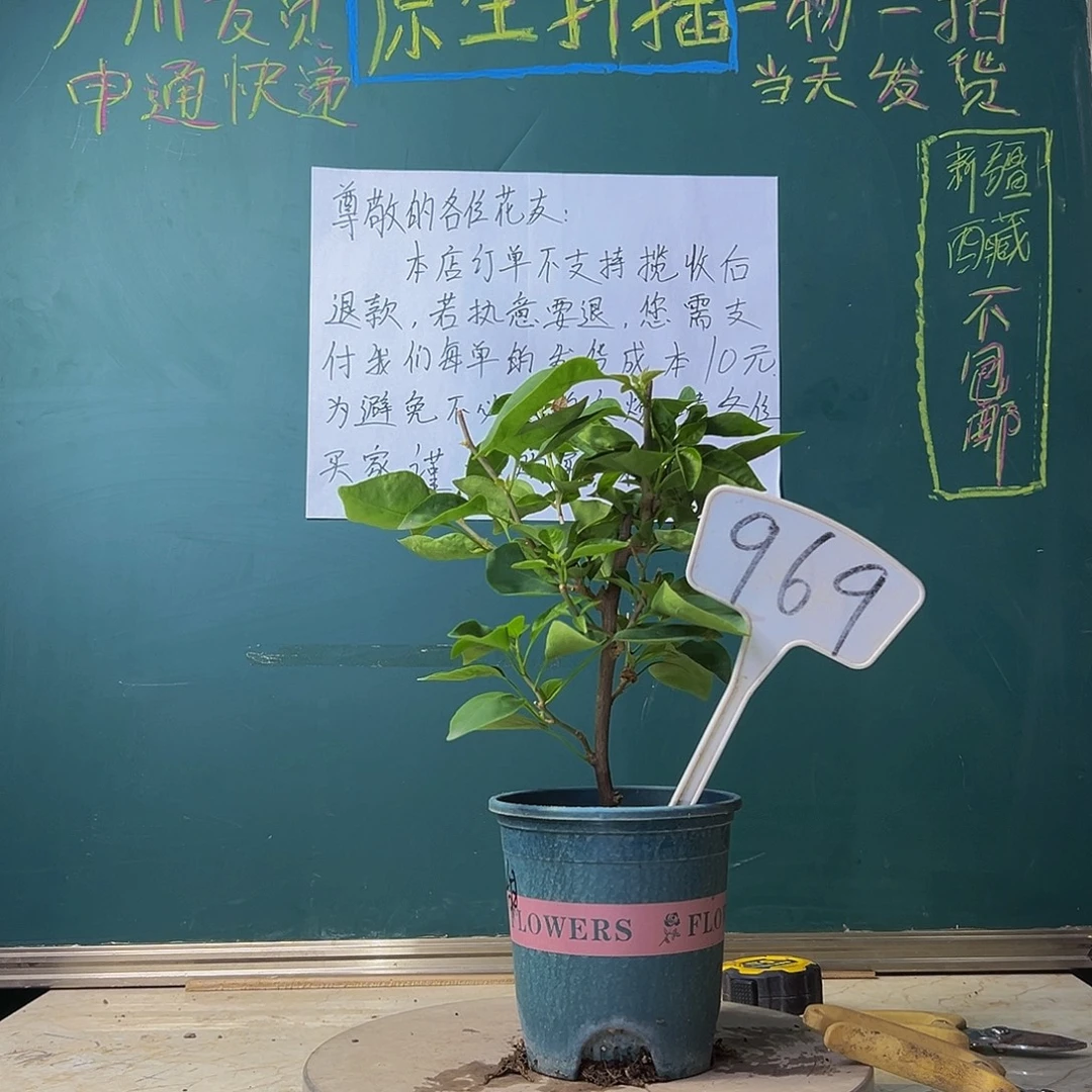 当前无花栽培后可以开花甜西瓜 969