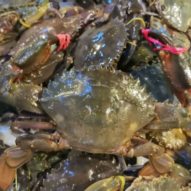 石夹红螃蟹【保鲜不保活】2斤起（单只1-5两）冷链发货 会有掉腿