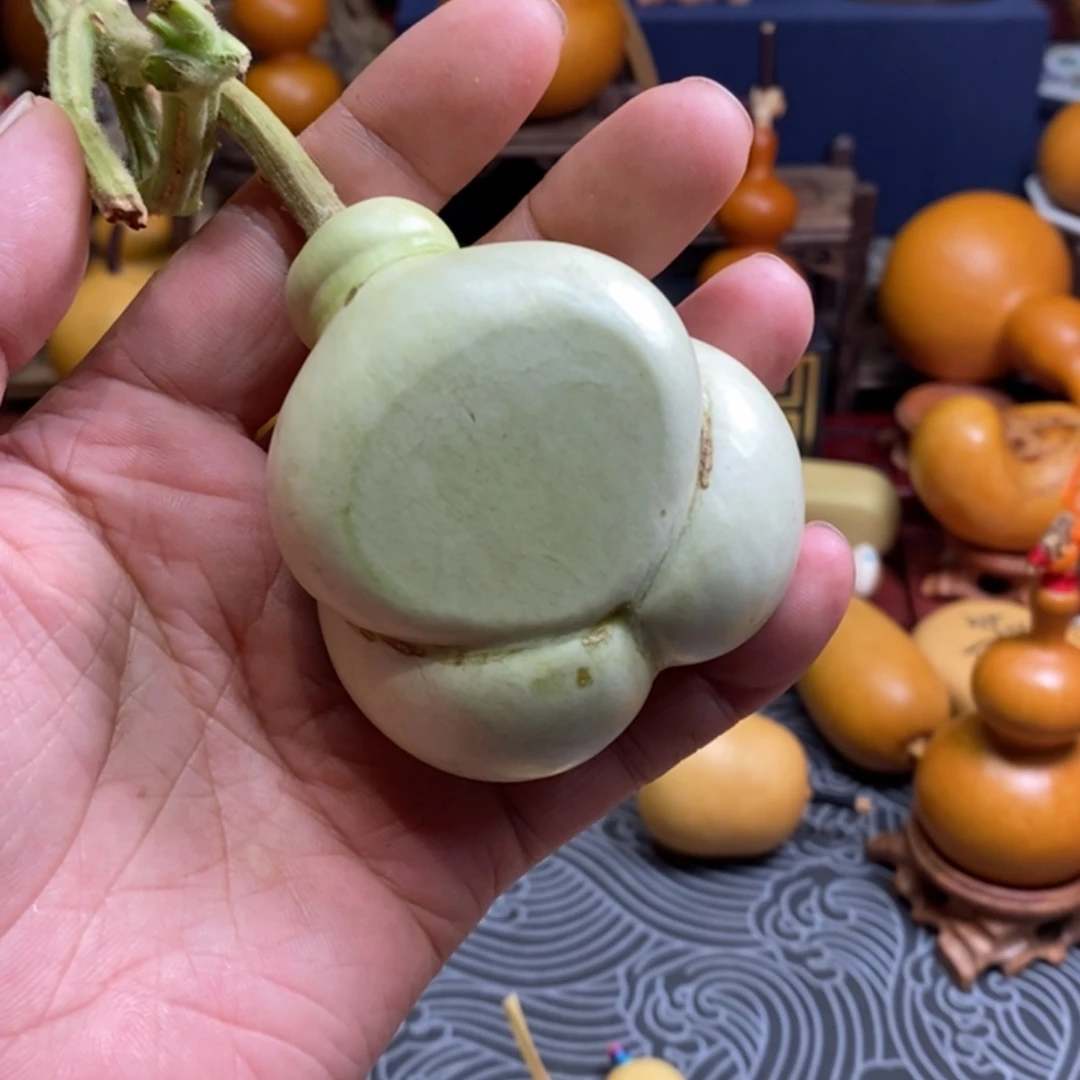 萌*哆金蟾家扁葫芦青皮