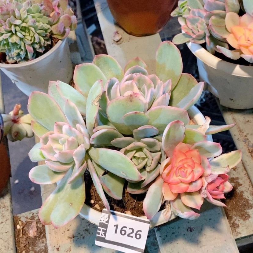 【闪购商品】存*姐绮罗1626