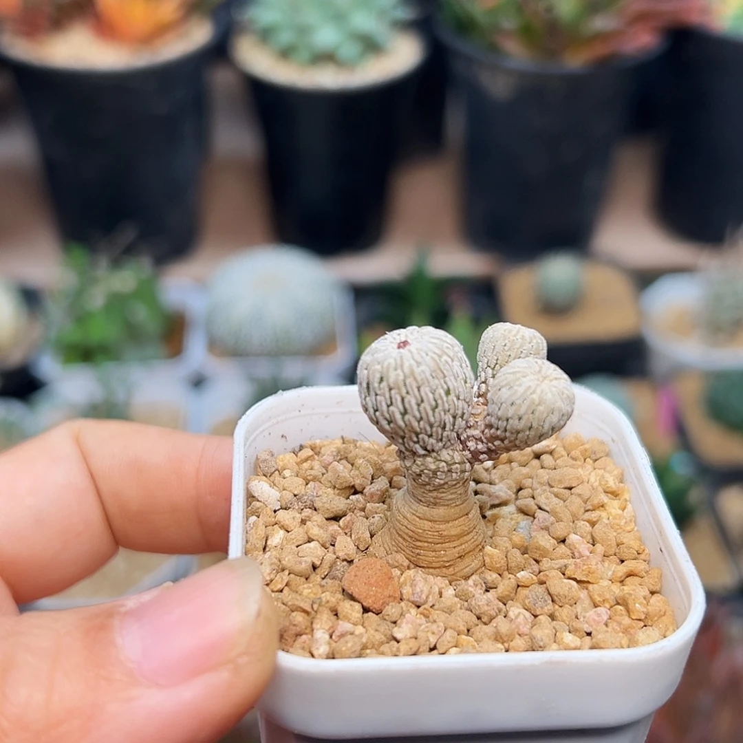 赤花精巧殿实生球一颗