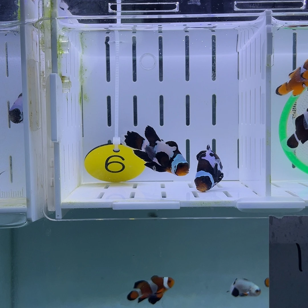 海水鱼微瑕黑冰小丑