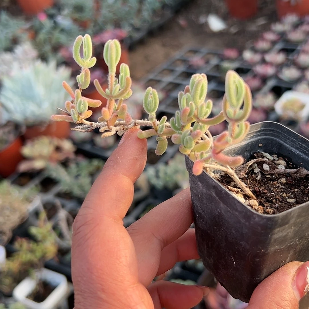 多肉植物多肉植物