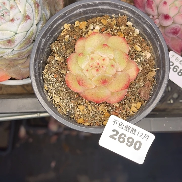 阿雅园艺。       2690