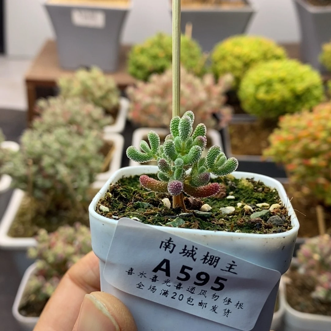 595实生优选冰晶枝干