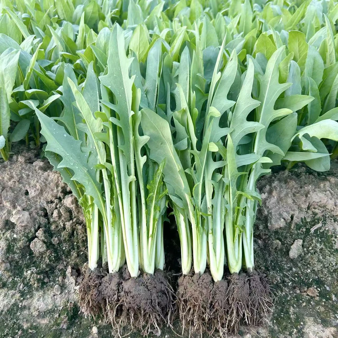 正宗博白甜麦菜种苗基地产地直发带泥带土阳台花园花盆耐寒耐热