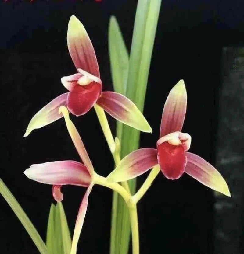 兰花苗浓香一物一拍链接