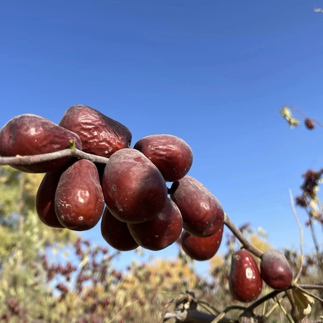 [新疆直发]新疆和田大枣2-3级混装，不清洗不加工原生态自产自销