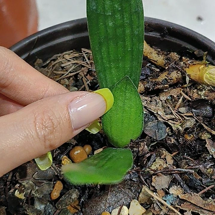 完全开放完全开放