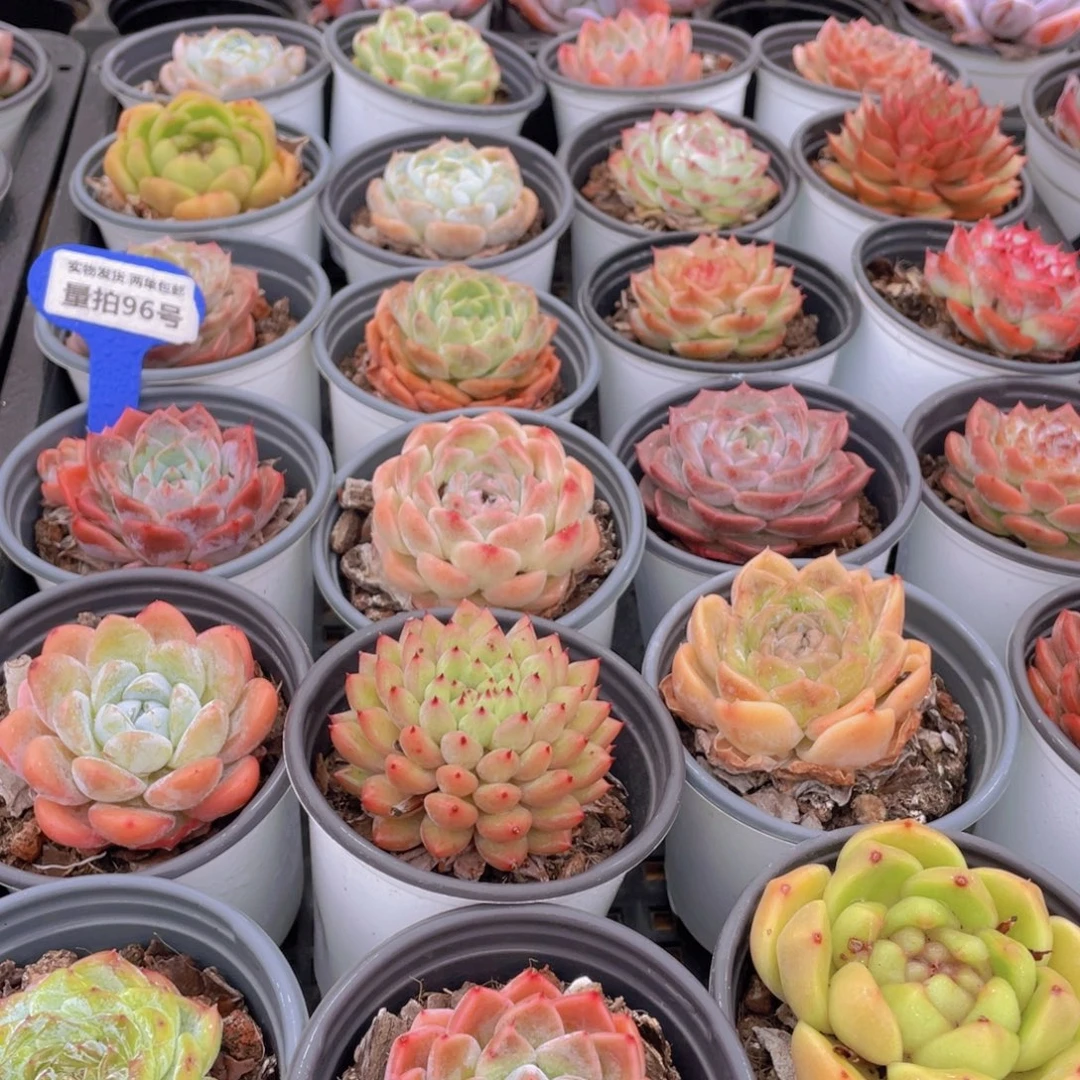 量拍96号 精品美肉大组合5个 发不一样的