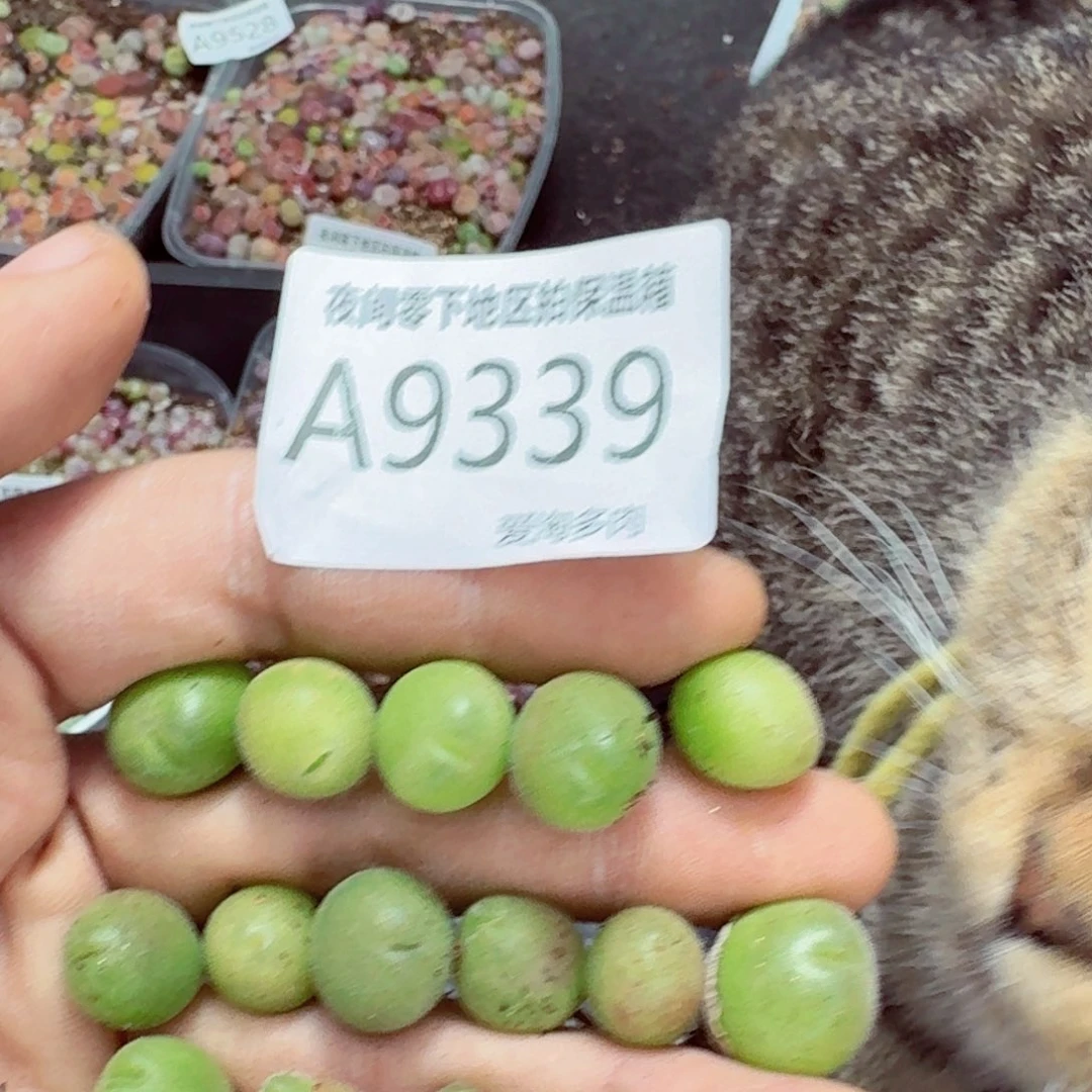 9339–—零下地区需拍保温箱