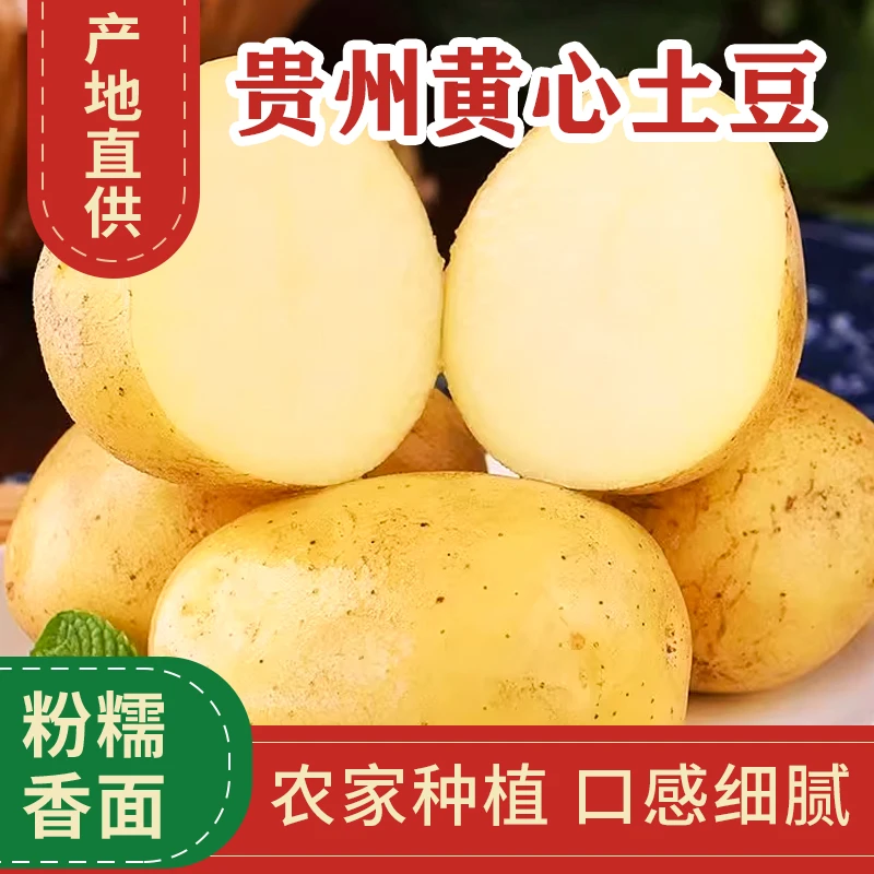 2025年贵州高山黄心土豆9斤 现挖新鲜土豆 洋芋会掉皮 介意勿拍