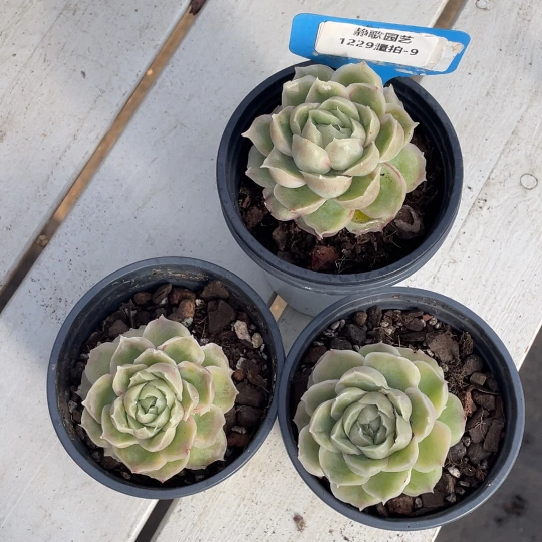 1229-9-水晶虾饺大单头一颗