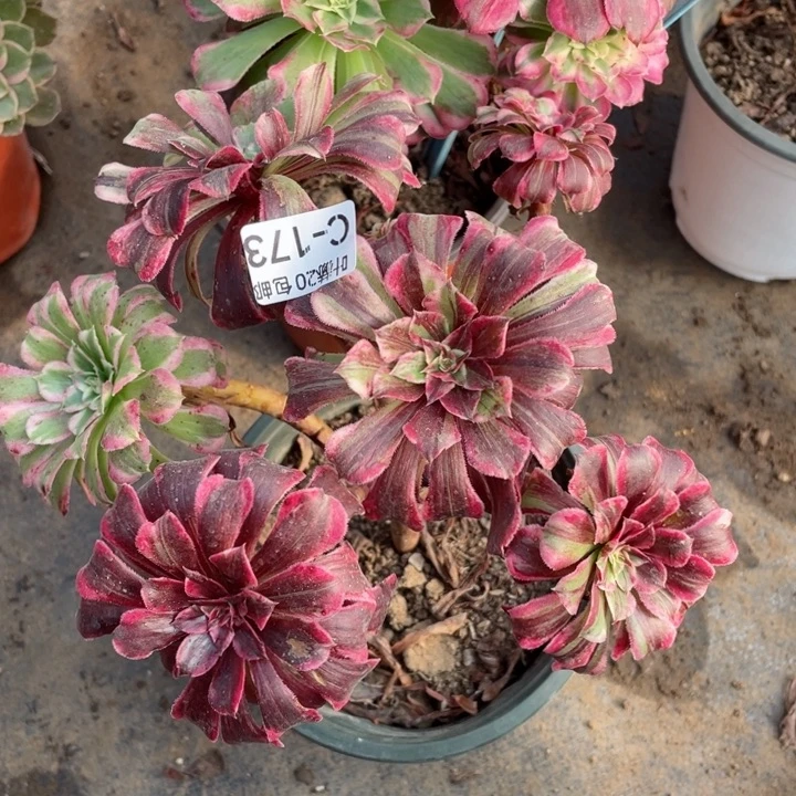 173铜花顺多肉123456789