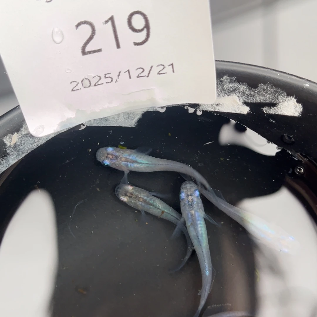 青鳉鱼219水滴五尾