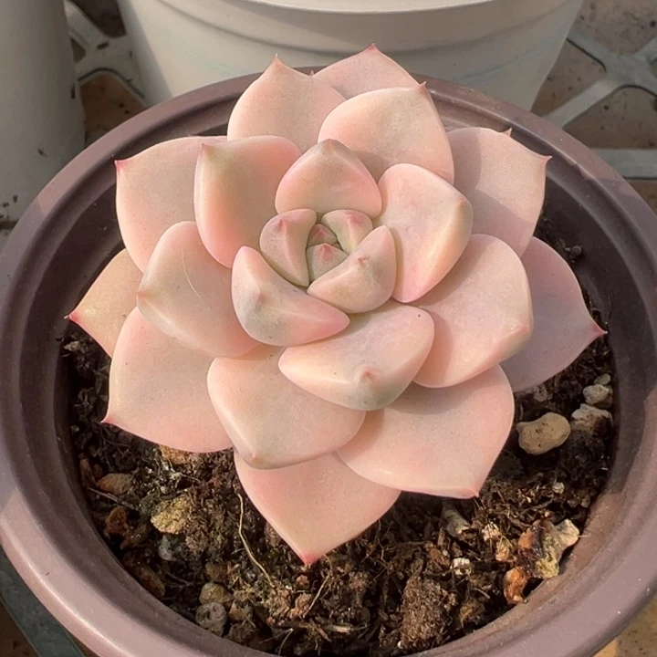 红粉佳人锦老庄锦龙