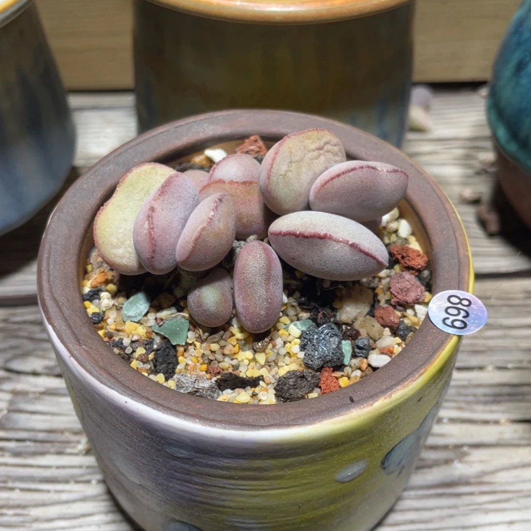 红蛋水泡多肉植物