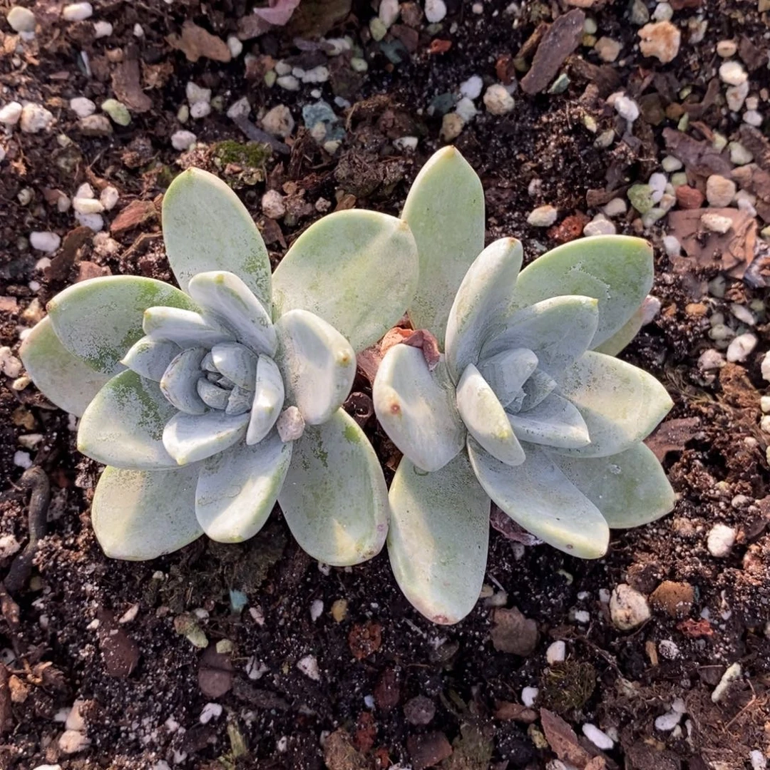 厚叶大玫瑰叶包邮非偏