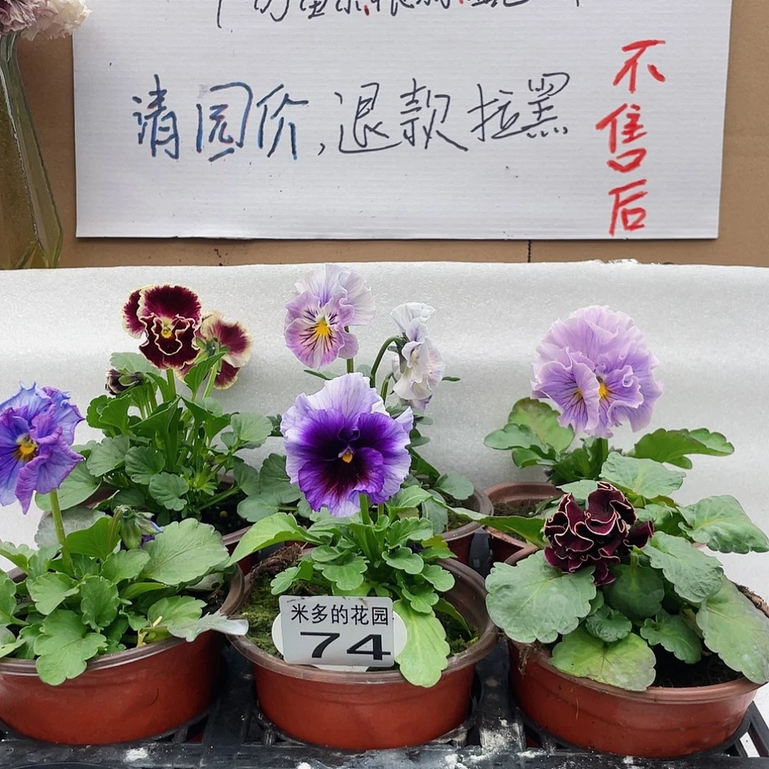 大部分花苞少量开放74