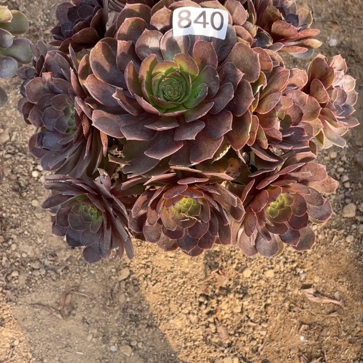 玛***丽无花朵840多肉植物黑膜