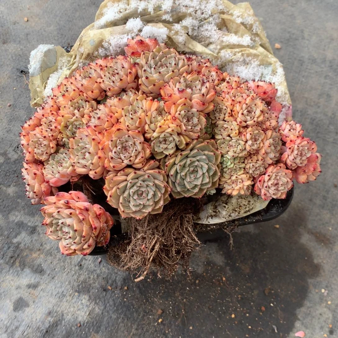 春****?中果的第一部动画