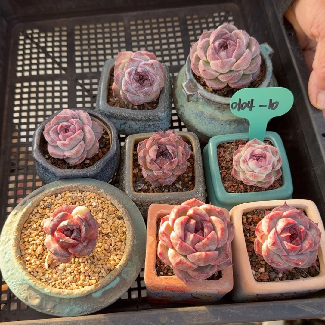 从前慢多肉精选编号0104.10