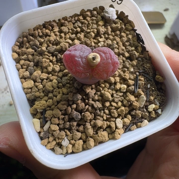 皮***丘多肉...........169......