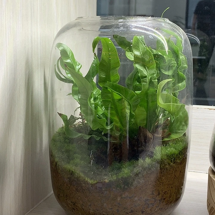 无花朵肆意生长苔藓微景观