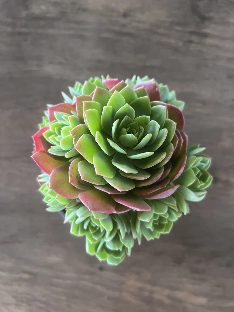 2王小二多肉绿蔷薇全店多肉任意拍满2单发货 拍满5单送一包吡虫啉