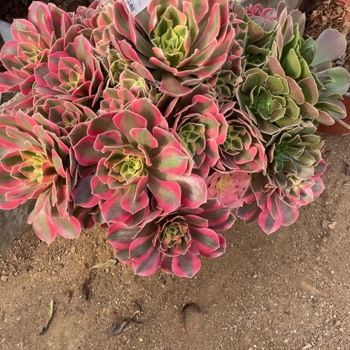 多肉粉女妖法师676