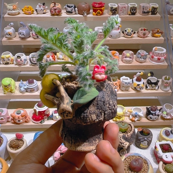 032羽叶洋葵带盆土一套48