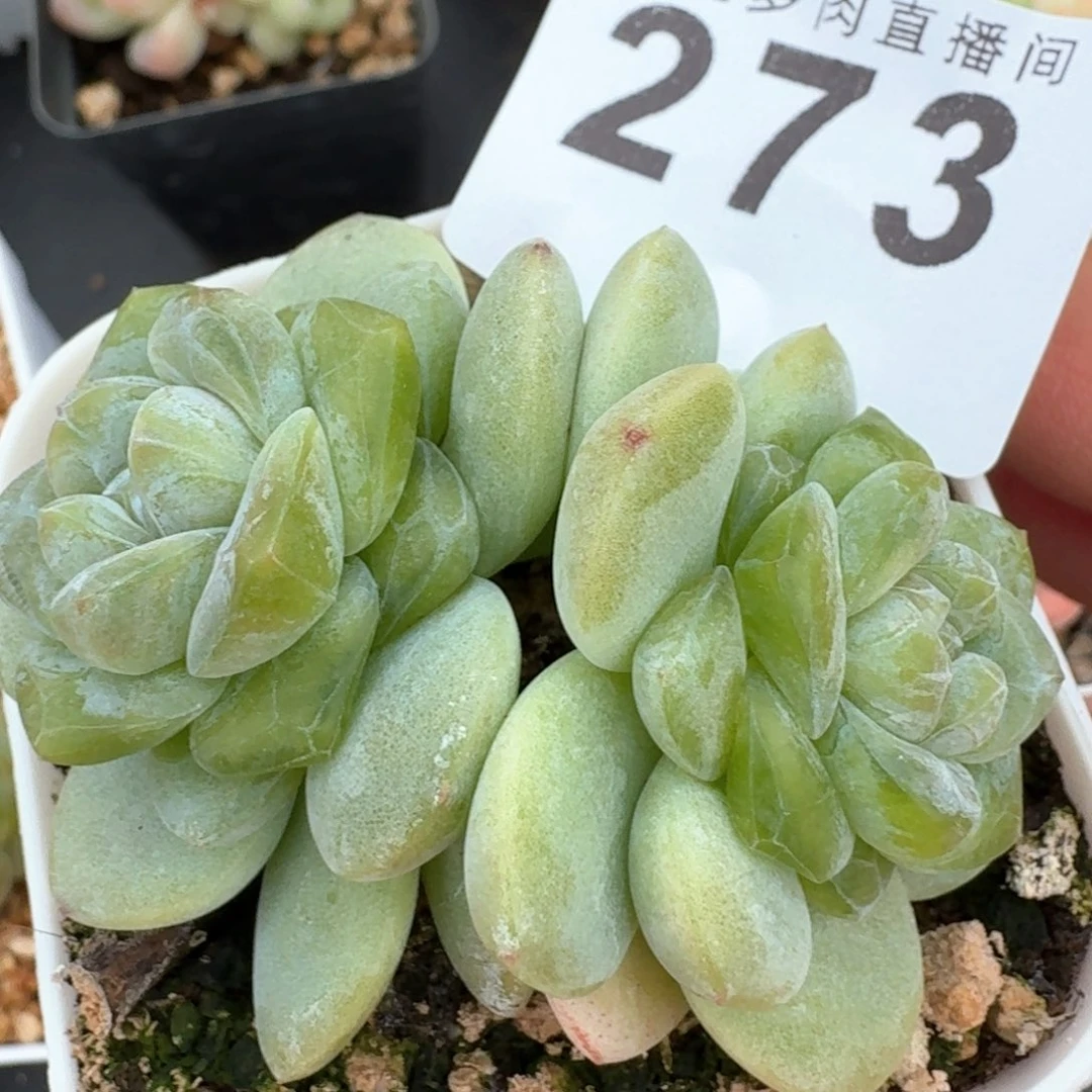 玉清风         多肉植物