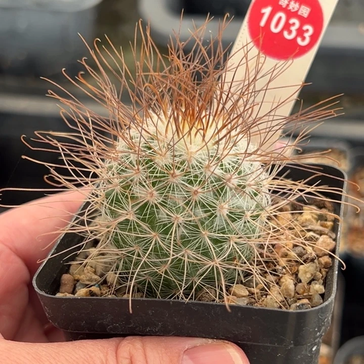 实生狂刺海泉一棵仙人球