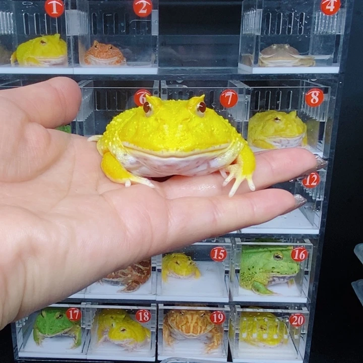 角蛙恭喜发财大吉大利