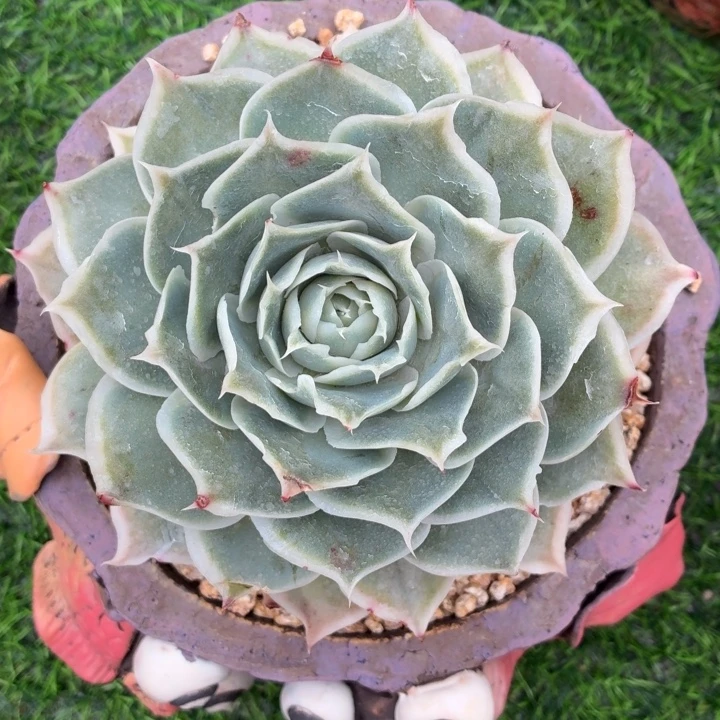 玫瑰型多肉蓝丝绒-4