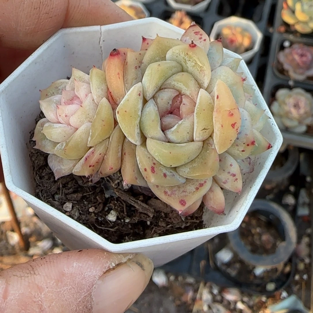 多肉小卡拉米糖心一物一拍。